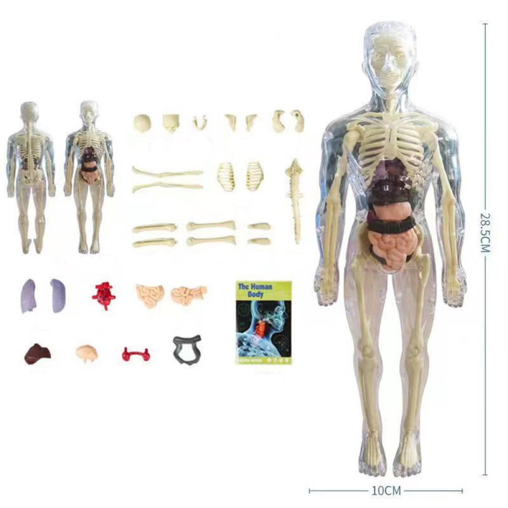 SmartTorso - Menselijk Lichaams Anatomisch Model