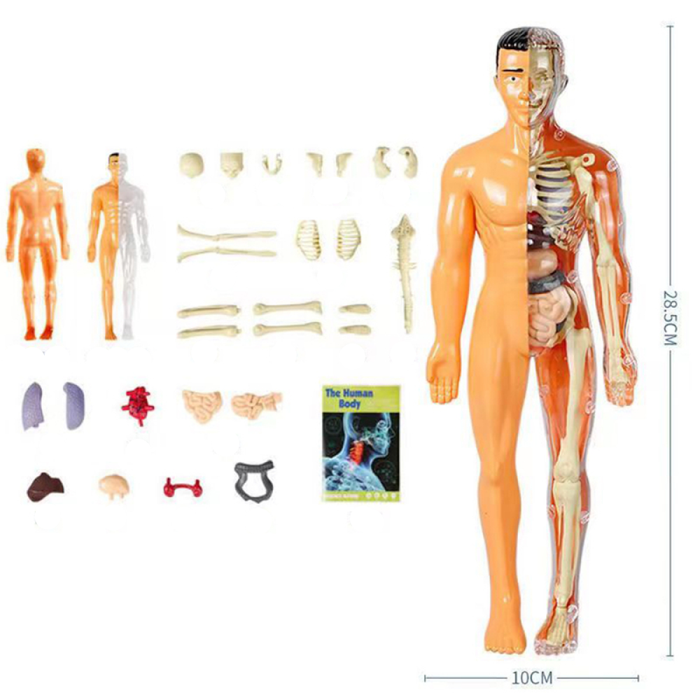 SmartTorso - Menselijk Lichaams Anatomisch Model