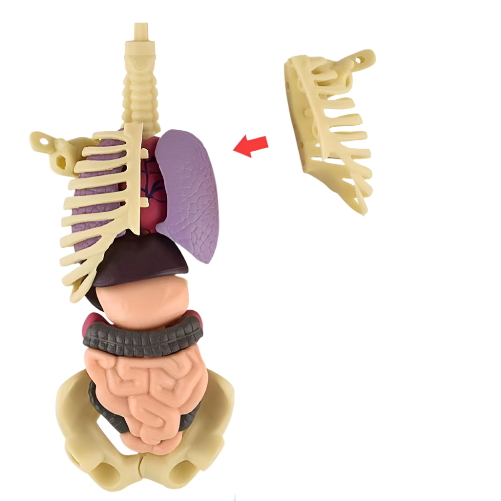 SmartTorso - Menselijk Lichaams Anatomisch Model