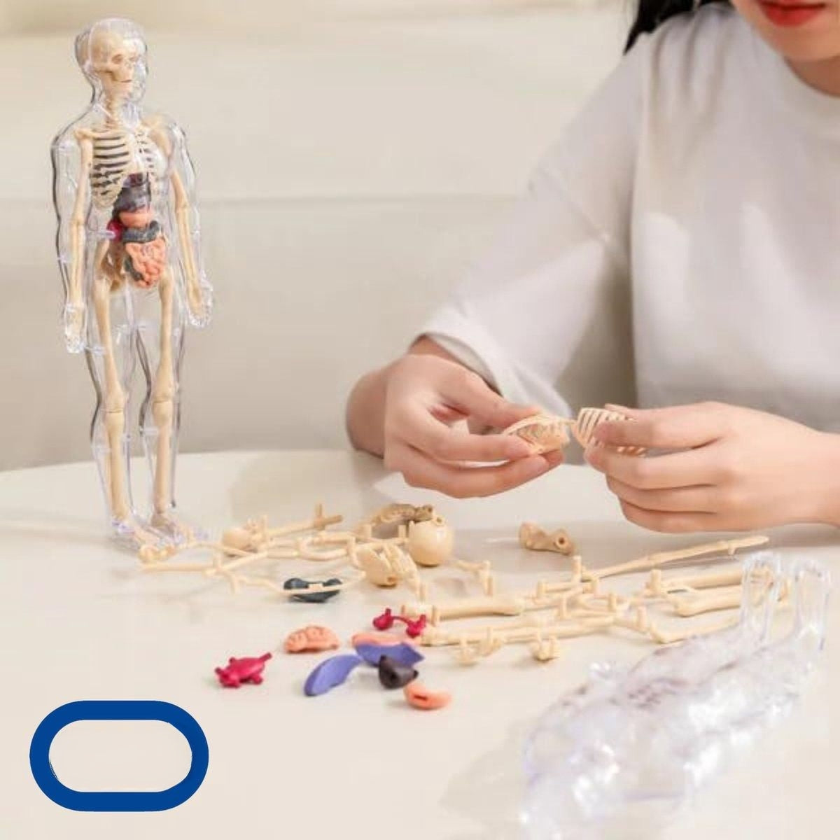 SmartTorso - Menselijk Lichaams Anatomisch Model