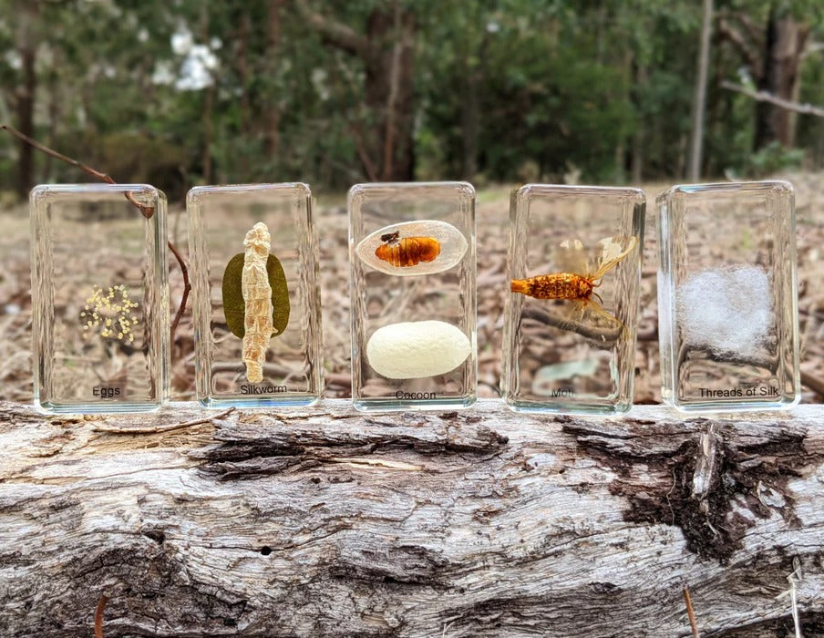 HiveCycle – Honingbij Levenscyclus Specimenset voor Leeftijd 4+ – Leert Biologie, Volgorde & Insectenkunde op een Speelse Manier