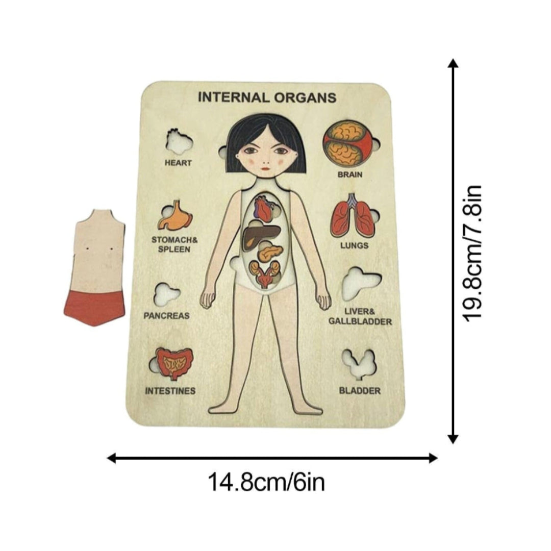OrganOrder - Menselijk Lichaam Puzzel