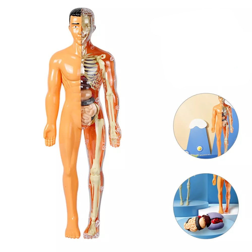 SmartTorso - Menselijk Lichaams Anatomisch Model