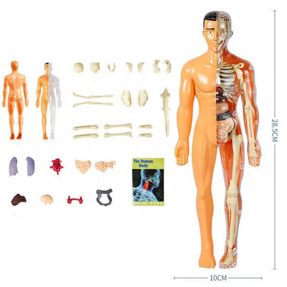 SmartTorso - Menselijk Lichaams Anatomisch Model