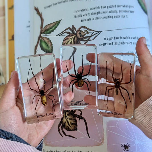 HiveCycle – Honingbij Levenscyclus Specimenset voor Leeftijd 4+ – Leert Biologie, Volgorde & Insectenkunde op een Speelse Manier