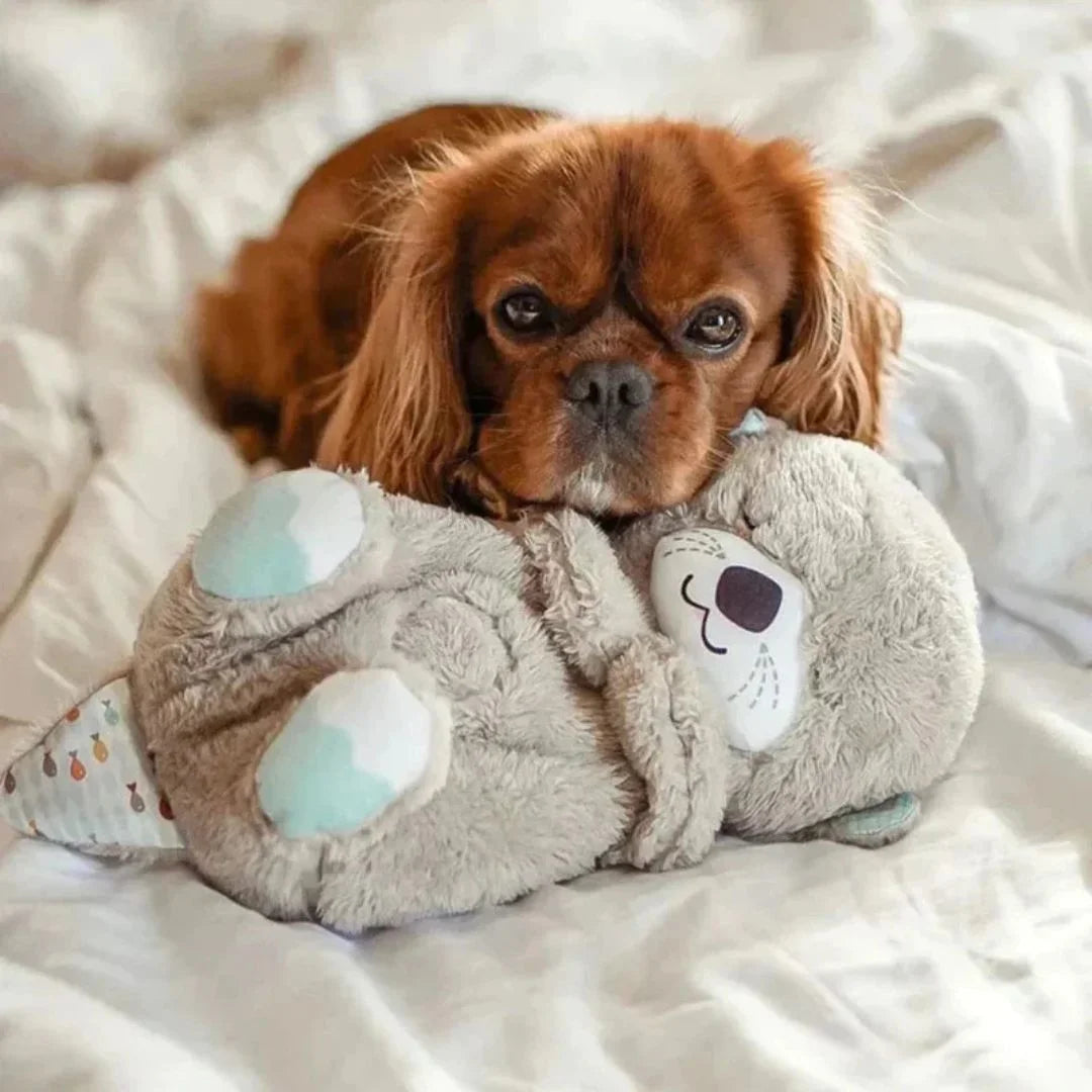 BestBuddy 