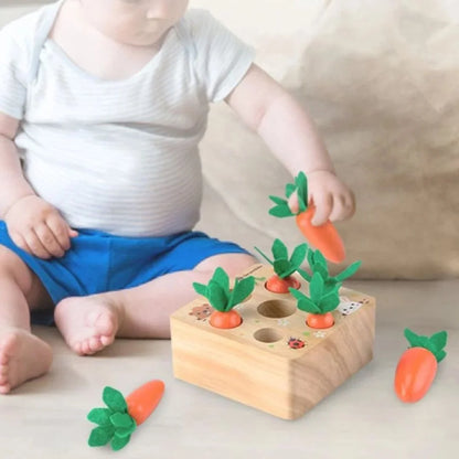 CarrotNest 3