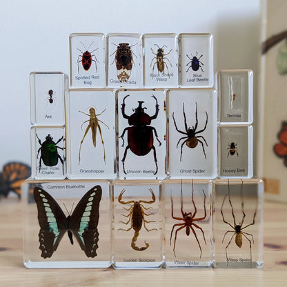 HiveCycle – Honingbij Levenscyclus Specimenset voor Leeftijd 4+ – Leert Biologie, Volgorde & Insectenkunde op een Speelse Manier