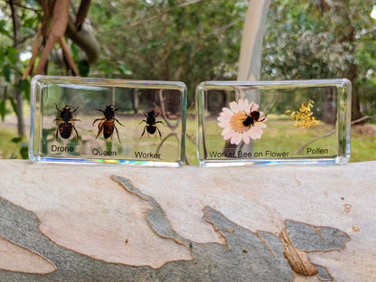 HiveCycle – Honingbij Levenscyclus Specimenset voor Leeftijd 4+ – Leert Biologie, Volgorde & Insectenkunde op een Speelse Manier