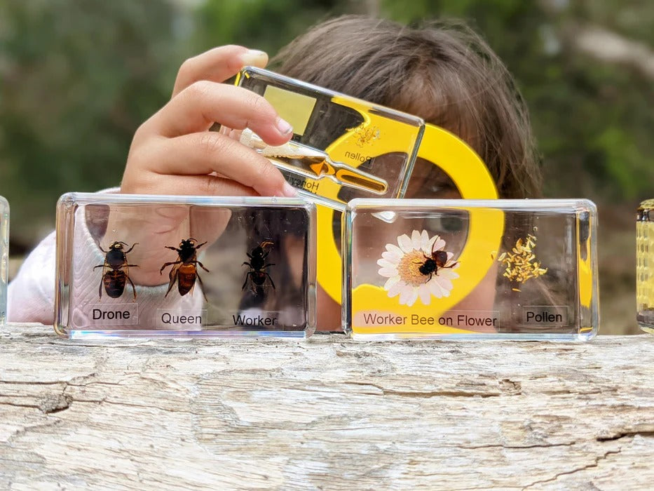 HiveCycle – Honingbij Levenscyclus Specimenset voor Leeftijd 4+ – Leert Biologie, Volgorde & Insectenkunde op een Speelse Manier